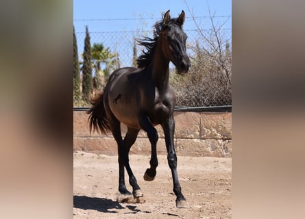 PRE, Stallion, 1 year, 15,2 hh, Black