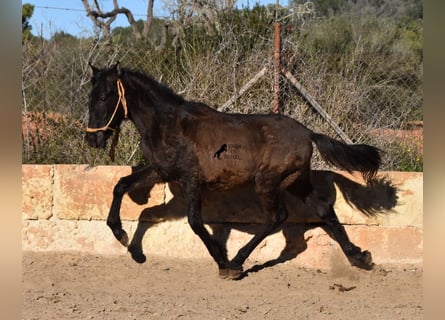 PRE, Stallion, 1 year, 15.2 hh, Black