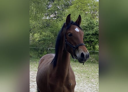 PRE, Stallion, 1 year, 15.2 hh, Brown