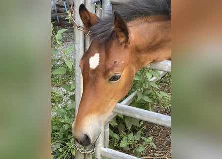 PRE, Stallion, 1 year, 15.2 hh, Brown
