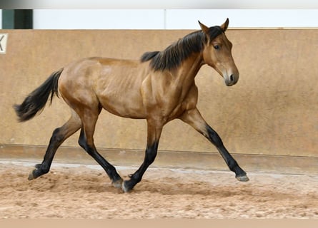 PRE Mix, Stallion, 1 year, 15.3 hh, Brown