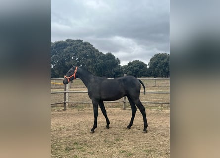 PRE, Hengst, 1 Jahr, 15 hh, Schimmel