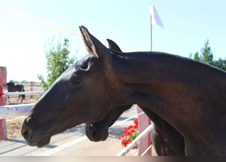 PRE, Stallion, 1 year, 15,2 hh, Black