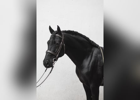 PRE, Stallion, 1 year, 15,2 hh, Brown