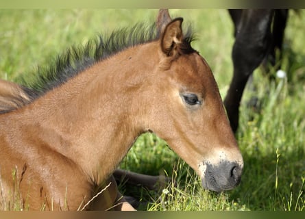 PRE, Stallion, 1 year, 15,2 hh, Brown