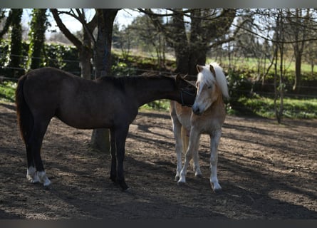 PRE Mix, Stallion, 1 year, 15,2 hh, Gray-Red-Tan