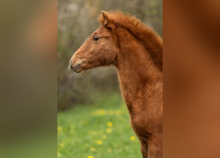 PRE, Stallion, 1 year, 15,2 hh, Pearl