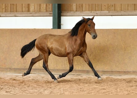 PRE Mix, Stallion, 1 year, 16.1 hh, Brown