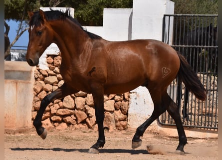 PRE, Stallion, 1 year, 16,1 hh, Brown