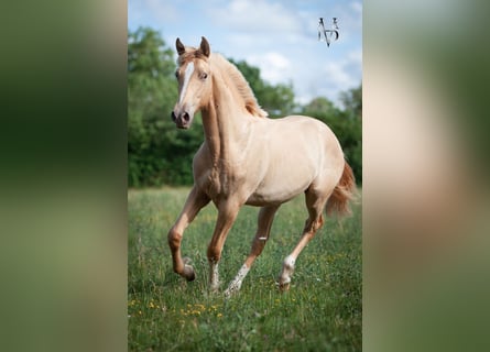 PRE Mix, Stallion, 1 year, 16.1 hh, Champagne