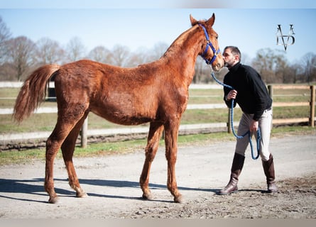 PRE Mix, Stallion, 1 year, 16,1 hh, Chestnut-Red