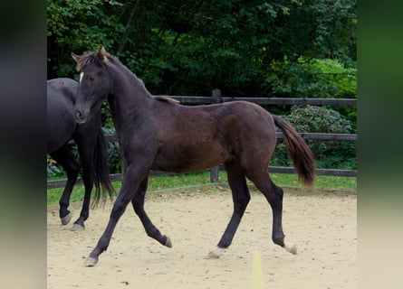 PRE, Stallion, 1 year, 16.1 hh