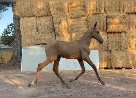 PRE, Stallion, 1 year, 16.2 hh, Buckskin