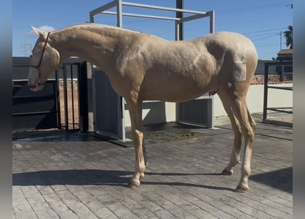 PRE, Stallion, 1 year, 16.2 hh, Perlino