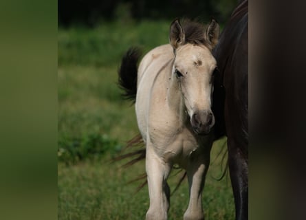 PRE, Stallion, 1 year, 16 hh