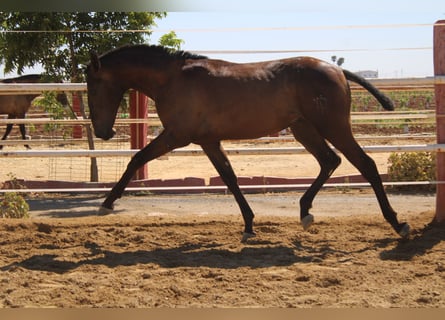 PRE, Stallion, 1 year, 16 hh, Black