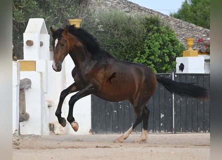 PRE Mix, Stallion, 1 year, 16 hh, Brown