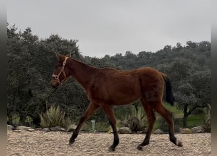 PRE Mix, Stallion, 1 year, 16 hh, Brown