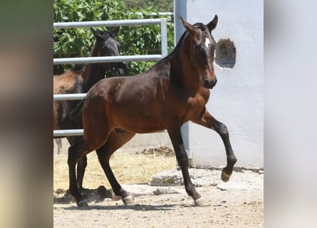 PRE, Stallion, 1 year, 16 hh, Brown