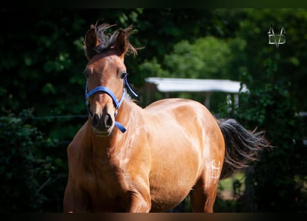 PRE Mix, Stallion, 1 year, 16 hh, Brown