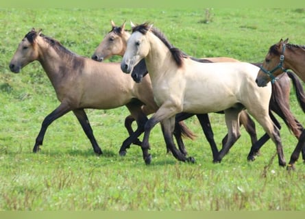 PRE, Hengst, 1 Jahr, 16 hh, Kann Schimmel werden