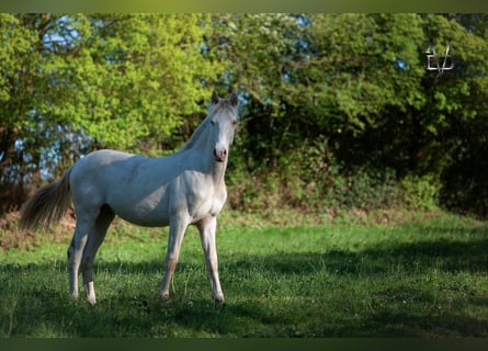 PRE, Stallion, 1 year, 16 hh, Dun