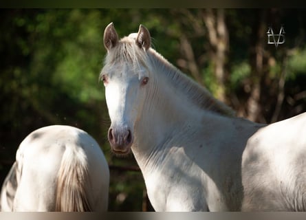 PRE, Stallion, 1 year, 16 hh, Dun
