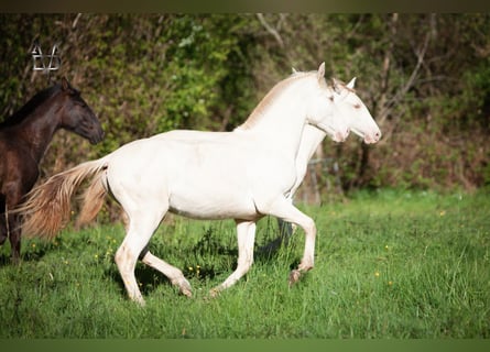 PRE, Stallion, 1 year, 16 hh, Dun