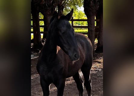 PRE, Stallion, 1 year, 16 hh, Grey