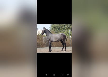 PRE, Stallion, 1 year, 16 hh, Grey