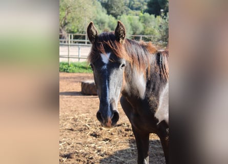 PRE, Stallion, 1 year, 16 hh, Grey
