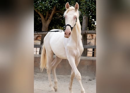 PRE Mix, Stallion, 1 year, 16 hh