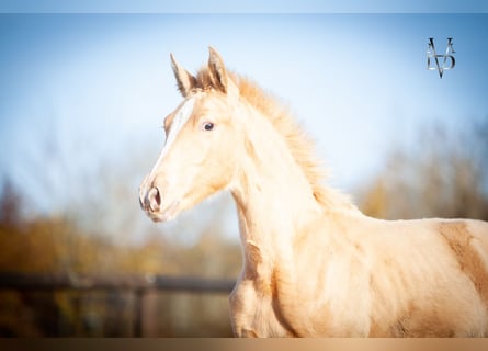 PRE Mix, Stallion, 1 year, 16,1 hh, Champagne