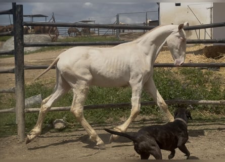 PRE Mix, Stallion, 1 year, 16,1 hh, Perlino