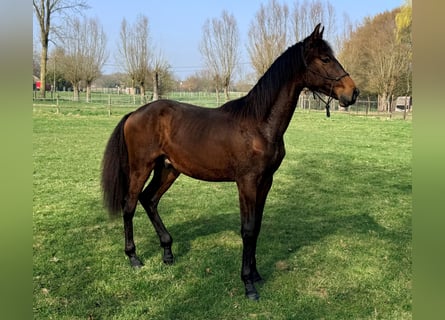 PRE, Stallion, 1 year, 16,2 hh, Brown