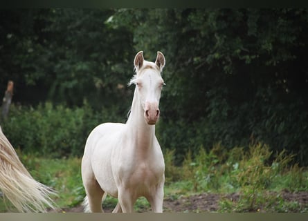 PRE, Stallion, 1 year