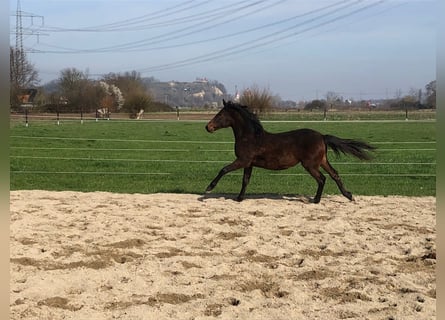 PRE Mix, Stallion, 1 year, Black