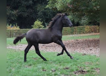 PRE Mix, Stallion, 1 year, Black