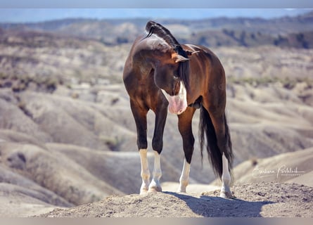 PRE, Stallion, 1 year, Brown