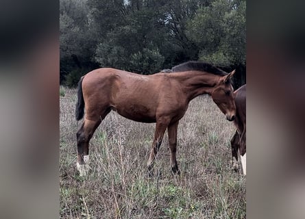 PRE, Stallion, 1 year