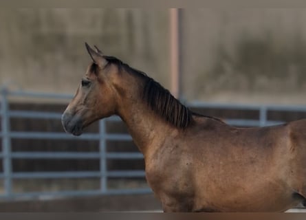 PRE Mix, Stallion, 1 year, Dun