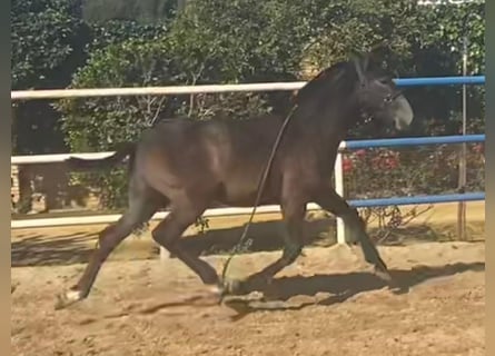 PRE, Stallion, 1 year, Gray
