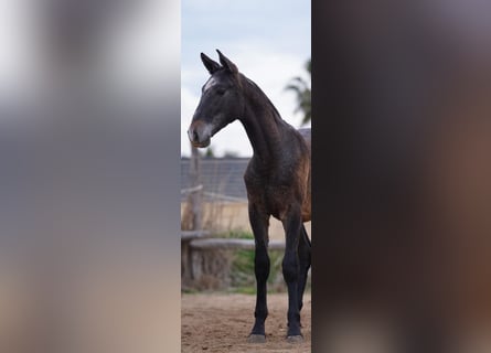 PRE Mix, Stallion, 1 year, Gray