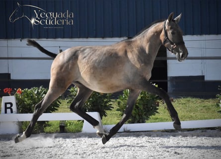 PRE, Stallion, 1 year, Grey