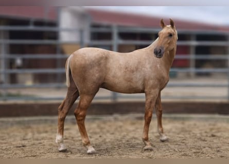 PRE, Stallion, 1 year, Palomino