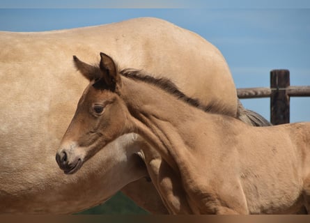 PRE, Stallion, 1 year, Pearl