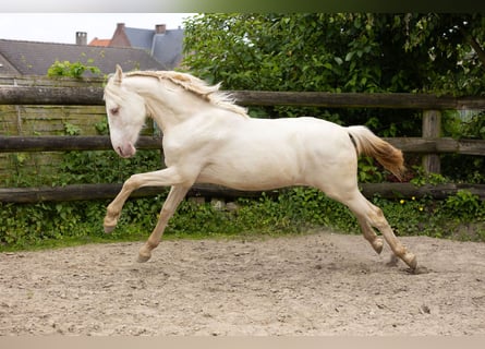 PRE, Stallion, 1 year, Pearl