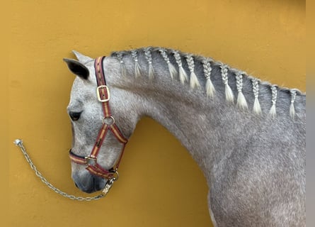 PRE Mix, Stallion, 2 years, 14.3 hh, Grey