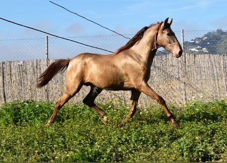 PRE, Stallion, 2 years, 14.3 hh, Pearl