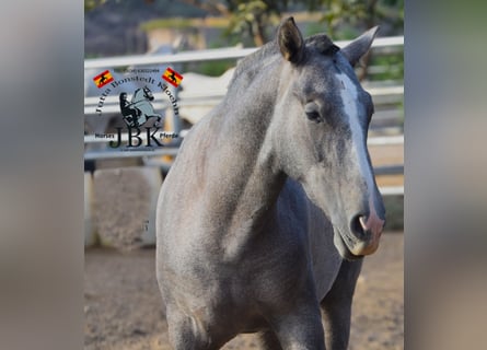 PRE Mix, Stallion, 2 years, 14,3 hh, Gray